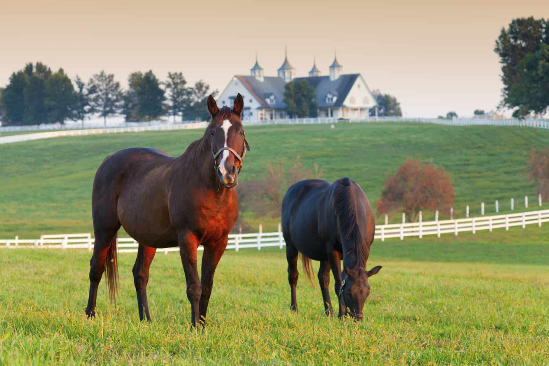 Details On Horse Facility